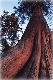 Madera cedro rojo sauna infrarrojos