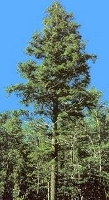 Madera hemlock sauna infrarrojos